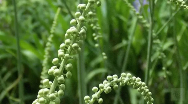 Black Cohosh Root Bulbs - Bugbane, Black Snakeroot - 5 Roots/Bulbs