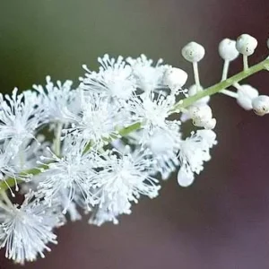 Black Cohosh Root Bulbs - Bugbane, Black Snakeroot - 5 Roots/Bulbs