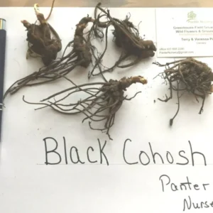 Black Cohosh Root Bulbs - Bugbane, Black Snakeroot - 5 Roots/Bulbs