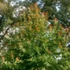 Black Gum Tree Nyssa sylvatica Plant - 6-12 Inch Tall - Quart Pot - Shade Tree