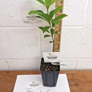 Black Gum Tree Nyssa sylvatica Plant - 6-12 Inch Tall - Quart Pot - Shade Tree