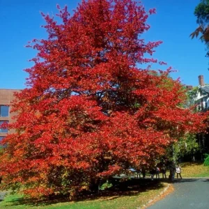 Black Gum Tree Nyssa sylvatica Plant - 6-12 Inch Tall - Quart Pot - Shade Tree
