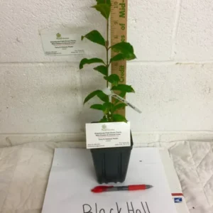 Black Haw Viburnum Plant Viburnum Prunifolium - 6-12 Inch Shrub