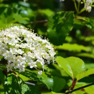 Black Haw Viburnum Plant Viburnum Prunifolium - 6-12 Inch Shrub