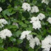 Black Haw Viburnum Plant Viburnum Prunifolium - 6-12 Inch Shrub