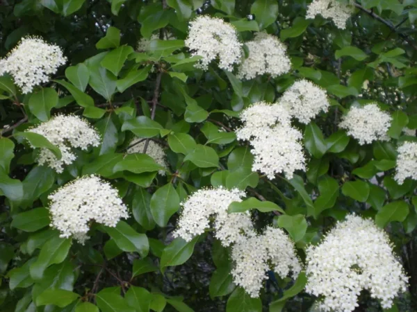 Black Haw Viburnum Plant Viburnum Prunifolium - 6-12 Inch Shrub