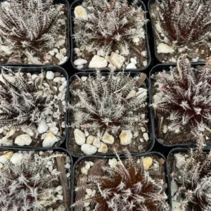 Black Haworthia Aloe Haworthioides Succulent - 2 inch Pot - Rare Plant