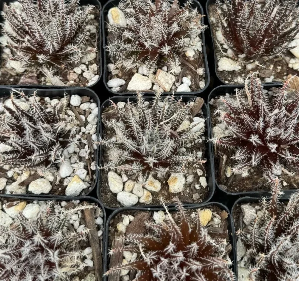 Black Haworthia Aloe Haworthioides Succulent - 2 inch Pot - Rare Plant