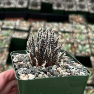Black Haworthia Aloe Haworthioides Succulent - 2 inch Pot - Rare Plant
