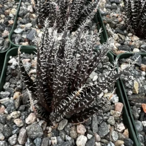 Black Haworthia Aloe Haworthioides Succulent - 2 inch Pot - Rare Plant