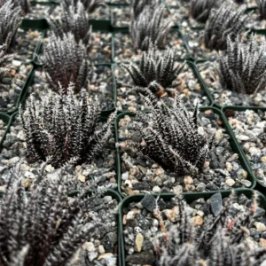 Black Haworthia Aloe Haworthioides Succulent - 2 inch Pot - Rare Plant