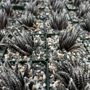 Black Haworthia Aloe Haworthioides Succulent - 2 inch Pot - Rare Plant