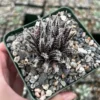 Black Haworthia Aloe Haworthioides Succulent - 2 inch Pot - Rare Plant