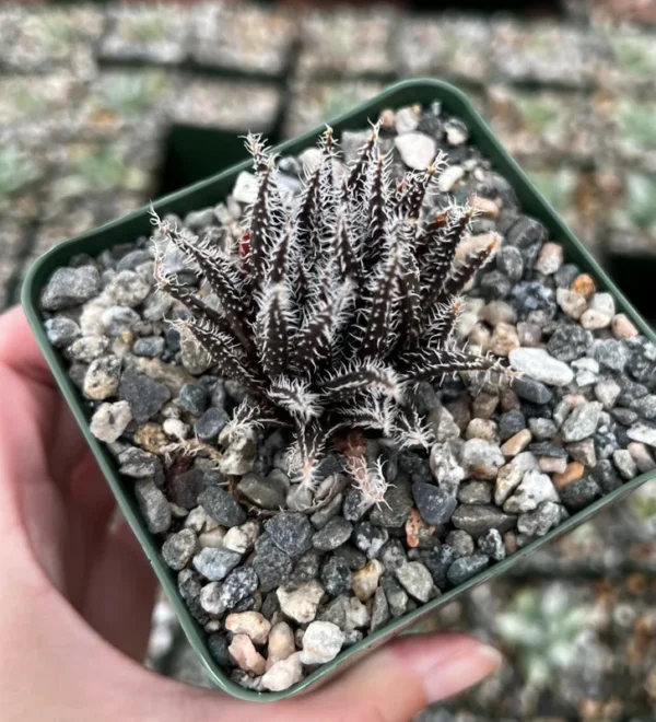Black Haworthia Aloe Haworthioides Succulent - 2 inch Pot - Rare Plant