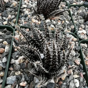 Black Haworthia Aloe Haworthioides Succulent - 2 inch Pot - Rare Plant