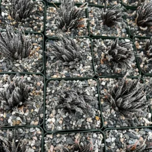 Black Haworthia Aloe Haworthioides Succulent - 2 inch Pot - Rare Plant