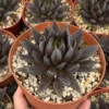 Black Knight Echeveria Succulent 6 inch Pot Dark Foliage Plant