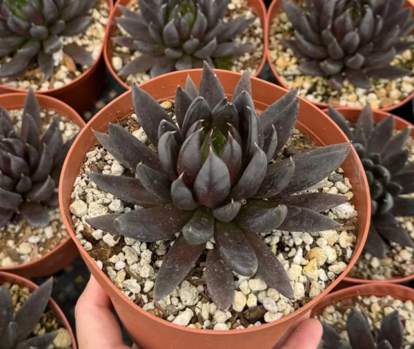 Black Knight Echeveria Succulent 6 inch Pot Dark Foliage Plant