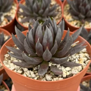 Black Knight Echeveria Succulent 6 inch Pot Dark Foliage Plant