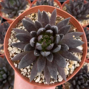 Black Knight Echeveria Succulent 6 inch Pot Dark Foliage Plant