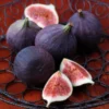 Black Mission Fig Plant - Live Starter Tree - Sweet & Juicy Fruiting Variety