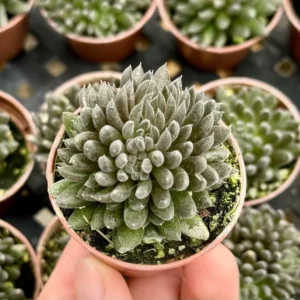 Black Sea Urchin Succulent Sinocrassula Yunnanensis - Rare 2