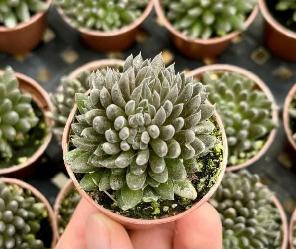 Black Sea Urchin Succulent Sinocrassula Yunnanensis - Rare 2" Plant