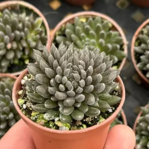 Black Sea Urchin Succulent Sinocrassula Yunnanensis - Rare 2" Plant