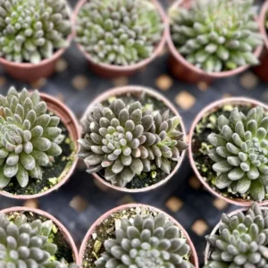 Black Sea Urchin Succulent Sinocrassula Yunnanensis - Rare 2