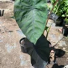 Black Taro Plant Colocasia Esculenta Black Magic - 6 Inch Pot