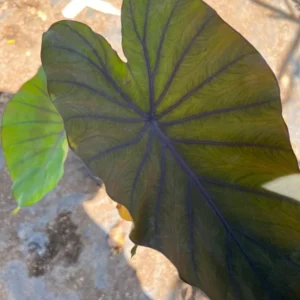 Black Taro Plant Colocasia Esculenta Black Magic - 6 Inch Pot