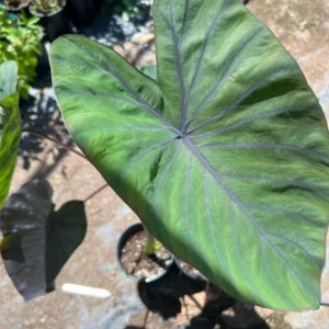 Black Taro Plant Colocasia Esculenta Black Magic - 6 Inch Pot