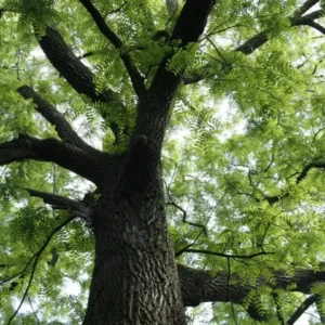 Black Walnut Tree Plant - 6-12 Inch Size - Potted Walnut Tree