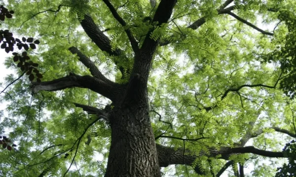 Black Walnut Tree Plant - 6-12 Inch Size - Potted Walnut Tree