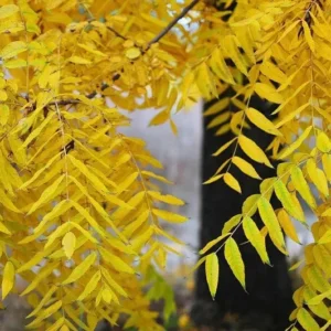 Black Walnut Tree Plant - 6-12 Inch Size - Potted Walnut Tree