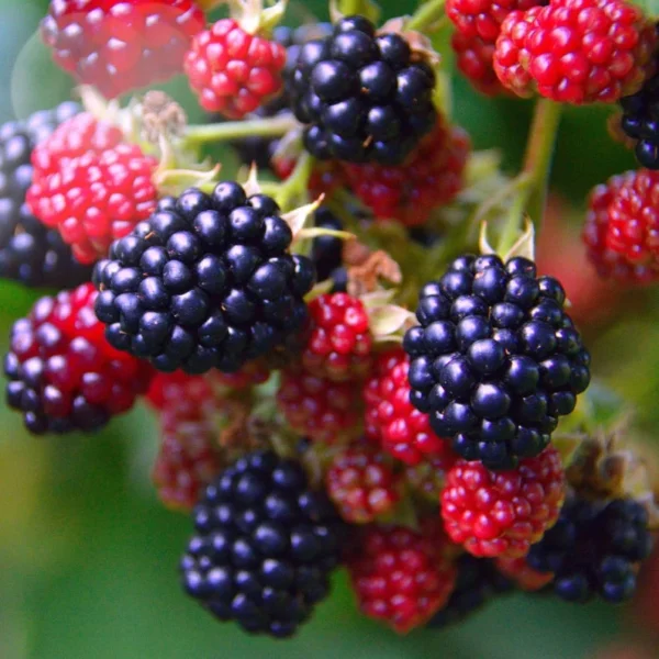 Blackberry Plants - 3 Prime Ark Thornless Primocane Plugs - Large Blackberries