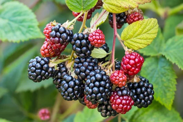 Blackberry Plants - 5 Ouachita Thornless Blackberry Plants - Fruit Plants