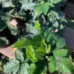 Blackberry Prime Ark Freedom Live Plant - Black Blackberries - 6 Inch Pot - Garden Ready