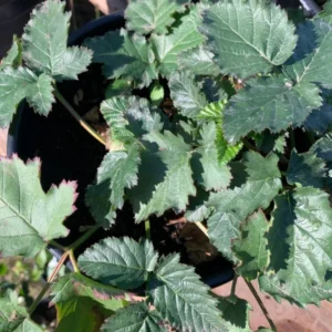 Blackberry Prime Ark Freedom Live Plant - Black Blackberries - 6 Inch Pot - Garden Ready