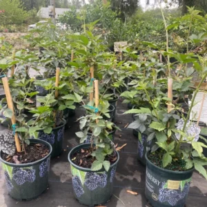 Blackberry Tree - Live Grafted Plant - 3 Gallon Pot - 3 to 4 feet - Not Ship CA