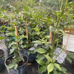 Blackberry Tree - Live Grafted Plant - 3 Gallon Pot - 3 to 4 feet - Not Ship CA