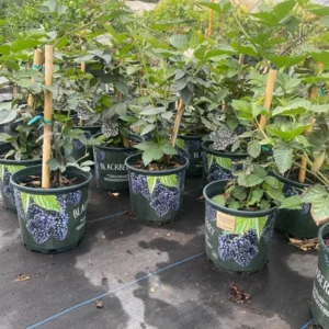 Blackberry Tree - Live Grafted Plant - 3 Gallon Pot - 3 to 4 feet - Not Ship CA