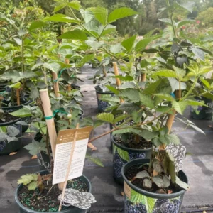 Blackberry Tree - Live Grafted Plant - 3 Gallon Pot - 3 to 4 feet - Not Ship CA