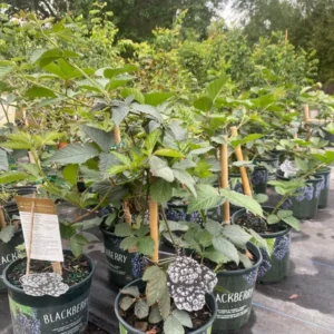 Blackberry Tree - Live Grafted Plant - 3 Gallon Pot - 3 to 4 feet - Not Ship CA
