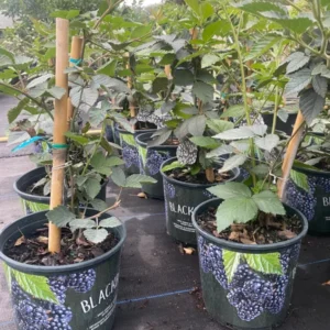 Blackberry Tree - Live Grafted Plant - 3 Gallon Pot - 3 to 4 feet - Not Ship CA