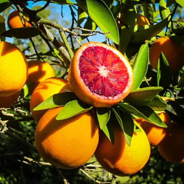 Blood Orange Tree - Grafted Citrus Tree - 2+ ft Tall - Exotic Citrus Variety - Not Ship CA