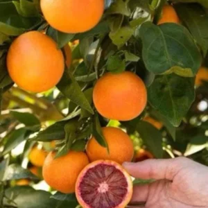 Blood Orange Tree - Grafted Citrus Tree - 2+ ft Tall - Exotic Citrus Variety - Not Ship CA