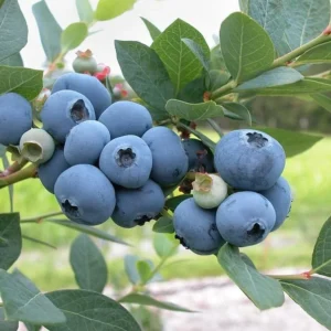 Bluecrop Northern Highbush Blueberry Plant - 1 Quart Size Bare Root - 2 Year Old
