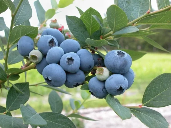 Bluecrop Northern Highbush Blueberry Plant - 1 Quart Size Bare Root - 2 Year Old