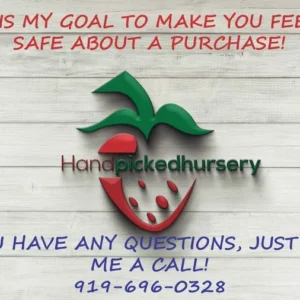 Bluecrop Northern Highbush Blueberry Plant - 1 Quart Size Bare Root - 2 Year Old